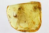 Detailed Fossil Spider (Araneae) In Baltic Amber #346377-1